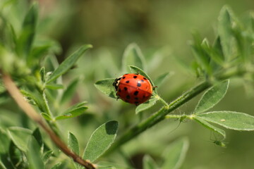 Beautiful ladybug on a flower, ladybug in nature and its marks