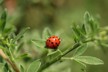 Beautiful ladybug on a flower, ladybug in nature and its marks