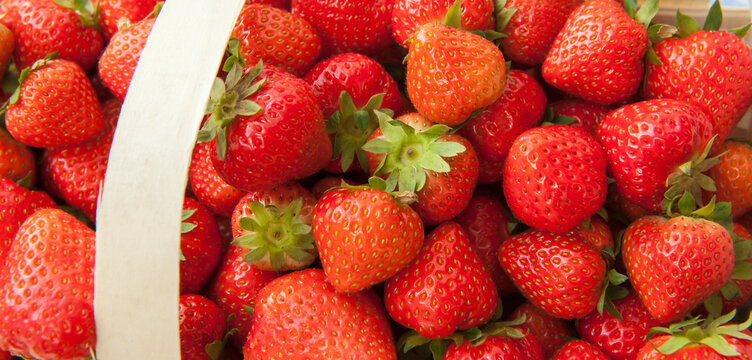 Frisch gepfl&uuml;ckte Erdbeeren,
Erdbeere Fr&uuml;chte im Spankorb frisch vom Feld,
