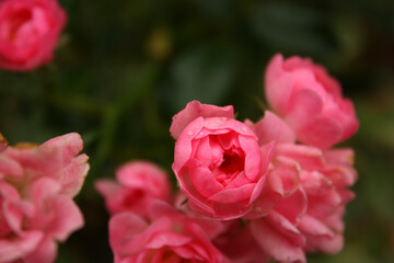 Beautiful vibrant pink small garden roses on the blurred green background. Romantic.