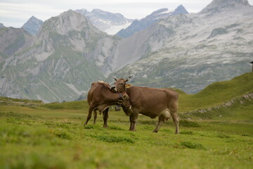 Fototapeta na wymiar Almleben. <<kühe und Kälber in den Schweizer Alpen