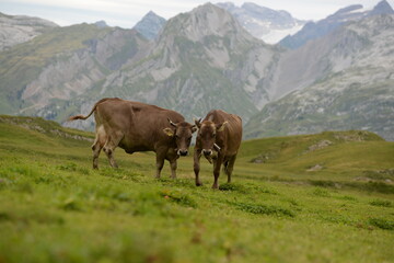 Fototapeta na wymiar Almleben. <<kühe und Kälber in den Schweizer Alpen