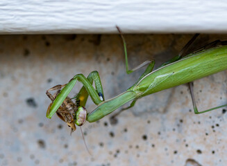 Praying Mantis 2