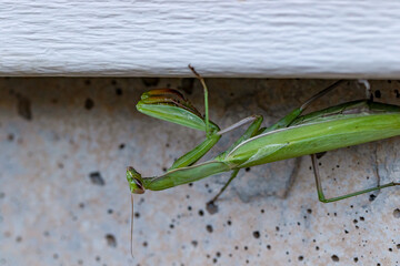 Praying Mantis 3