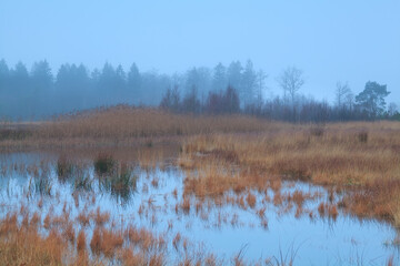 misty overcast weather on swamp