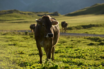Almleben. <<kühe und Kälber in den Schweizer Alpen