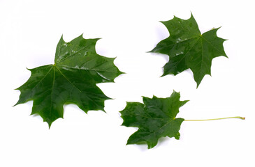 maple leaf on white