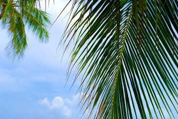 Naklejka premium View of nice tropical beach with some palms