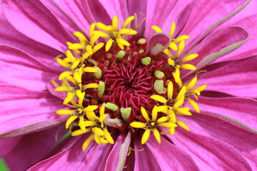 Fototapeta premium Zinnia pink