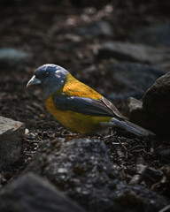 Yellow and bluish grey bird standing on the ground