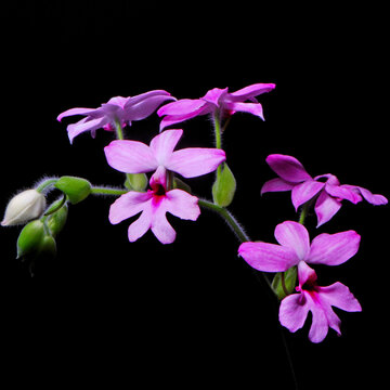 Calanthe rubens