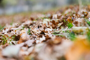 Close up macro autumn dry leaves down