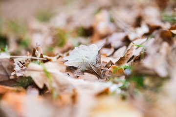 Close up macro autumn dry leaves down