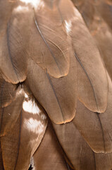 Black Kite feather © Yay Images
