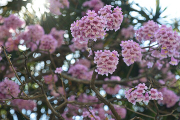 Spring flowers, friends of Ippe
