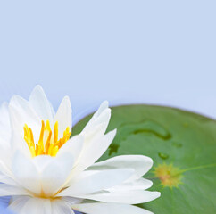 Lotus flower