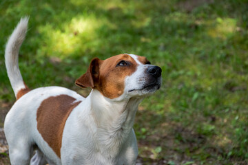 Jack Russell Terrier is looking up at something or someone.