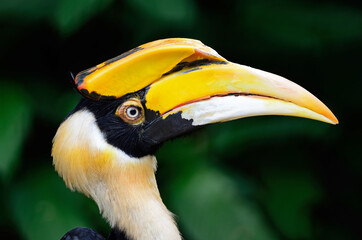 Great Hornbill © Yay Images