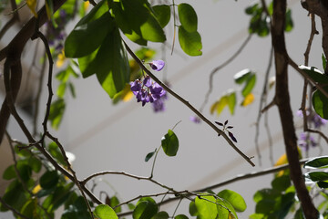 a group of purple flowers hang in the middle of green garden leaves