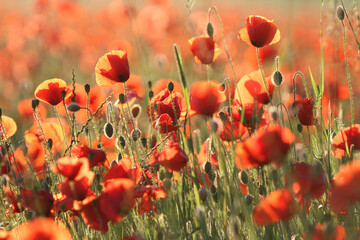 Ein Mohnfeld im Sommer