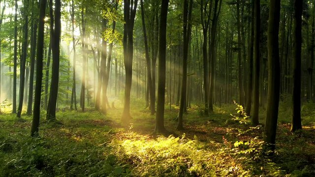 morning in the forest