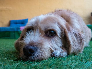 Bored and melancholic dog in the garden of the house looking at the camera