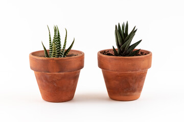 Succulent. Plant Haworthia limifolia or Crocodile Skin. Cactus on brown ceramic pot.