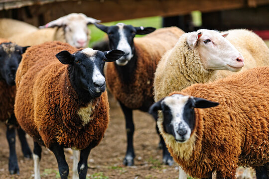 Sheep on a farm