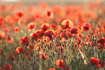 Obraz premium Ein Mohnfeld im Sommer