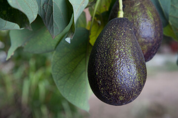 ripe avocado on tree background