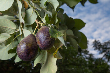 two ripe avocados on tree background