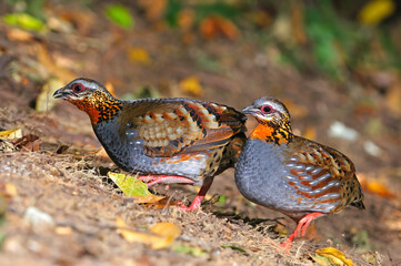 Rufous-throated Partridge