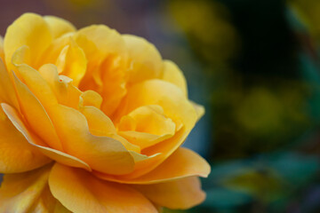 Beautiful blooming yellow orange late summer rose with a very shallow depth of field and copy space