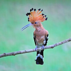 Eurasian Hoopoe