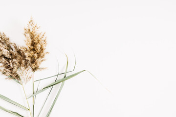 Autumn creative composition. Beige dry flowers, reeds branches bouquet on white background. Fall...