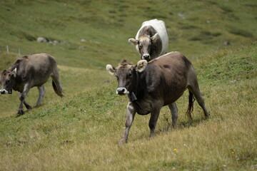 Almleben. <<kühe und Kälber in den Schweizer Alpen