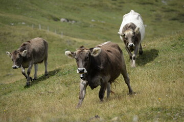 Almleben. <<kühe und Kälber in den Schweizer Alpen