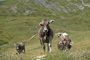 Fototapeta premium Almleben. <<kühe und Kälber in den Schweizer Alpen