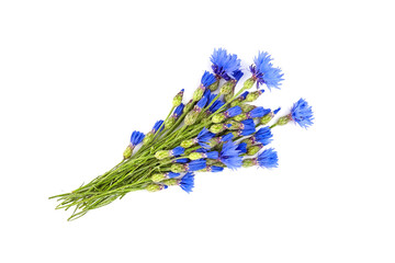 Wild cornflowers bunch isolated on white background