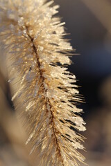 Grass seed with snow