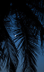 Moon through the palm trees