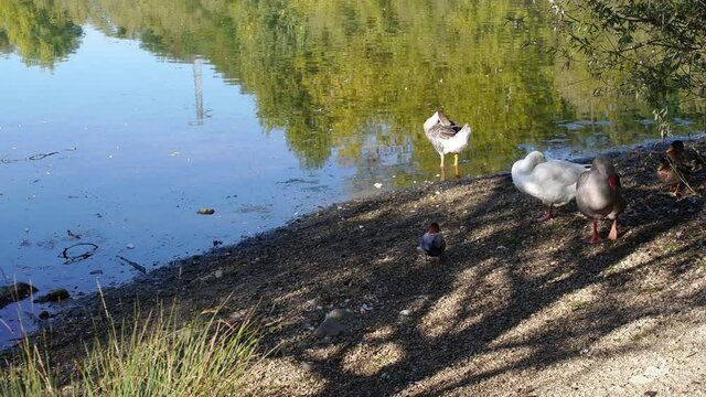 Anatre in riva al lago
