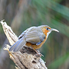 Rusty-cheeked Scimitar-babbler
