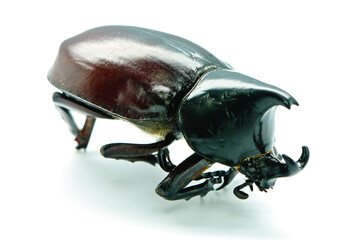 Rhinoceros beetle © Yay Images
