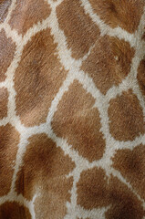 Giraffe skin © Yay Images