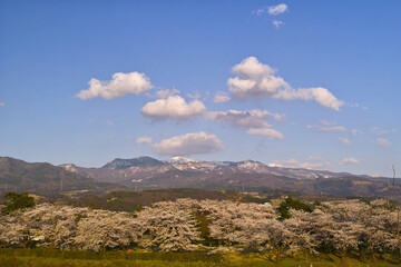 みゆき公園のサクラ