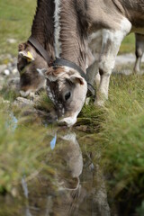 Almleben. <<kühe und Kälber in den Schweizer Alpen