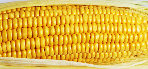 Ripe Corn.  background. Photo wallpaper. closeup