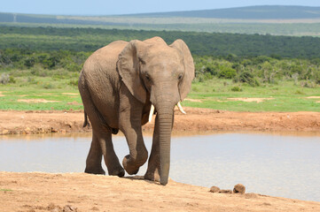 Elephant, Addo Elephant National park, South Africa