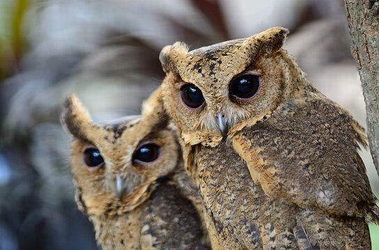 Oriental Scops Owl